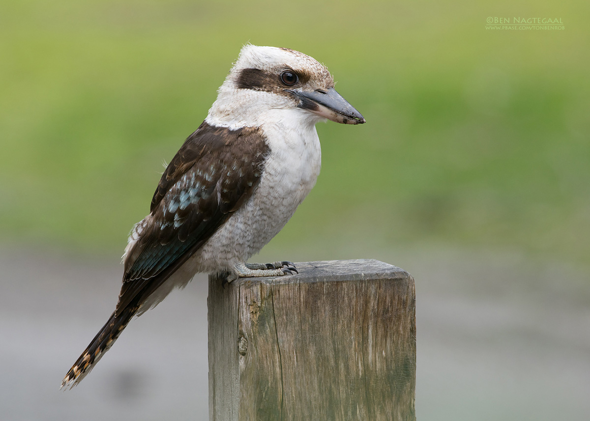 Kookaburra - Laughing Kookaburra - Dacelo novaeguineae