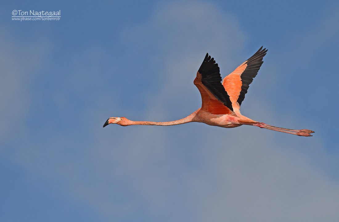 Rode Flamingo - Carabische flamingo - Phoenicopterus ruber