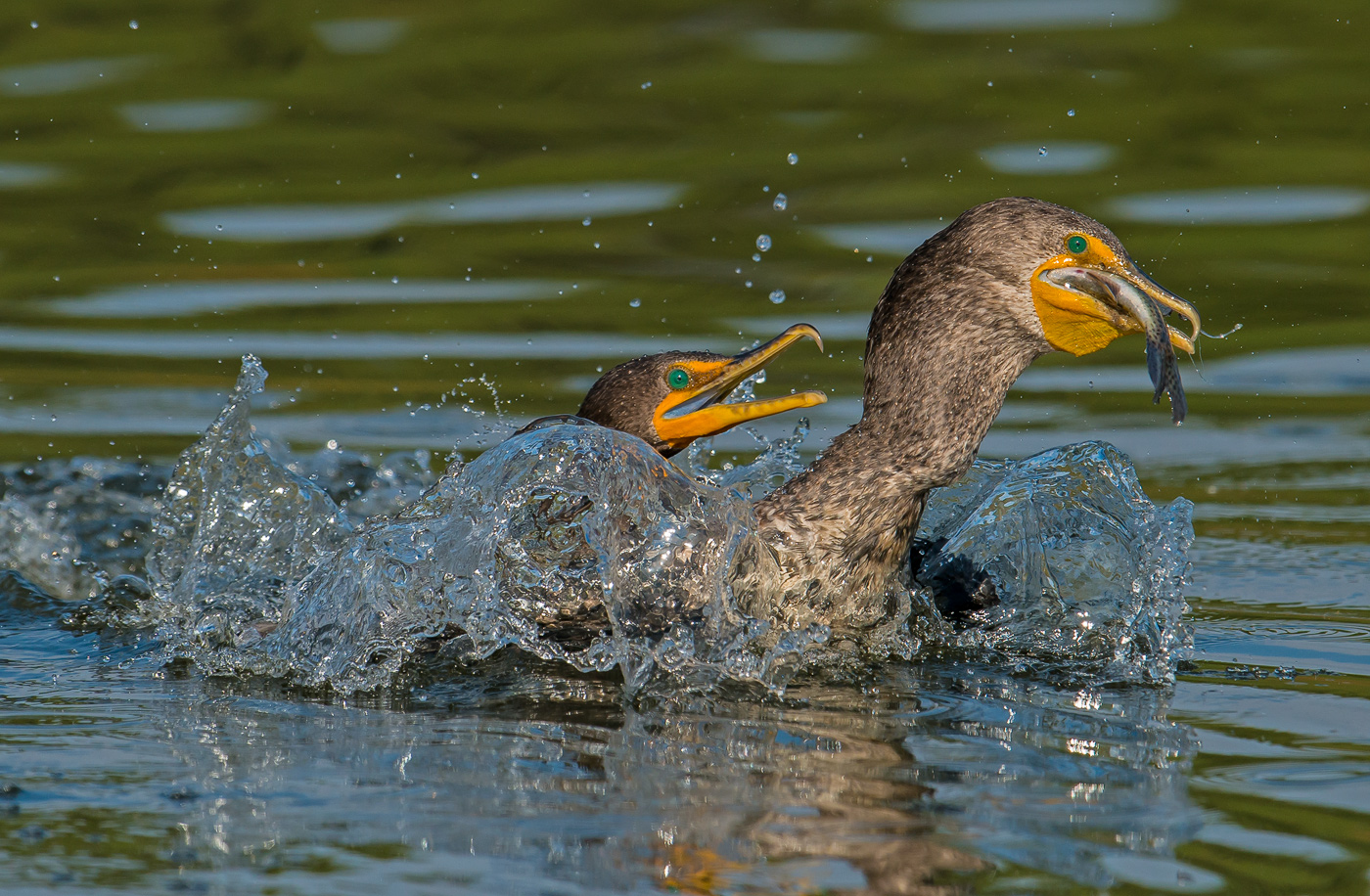 Double crested cormorant & trout