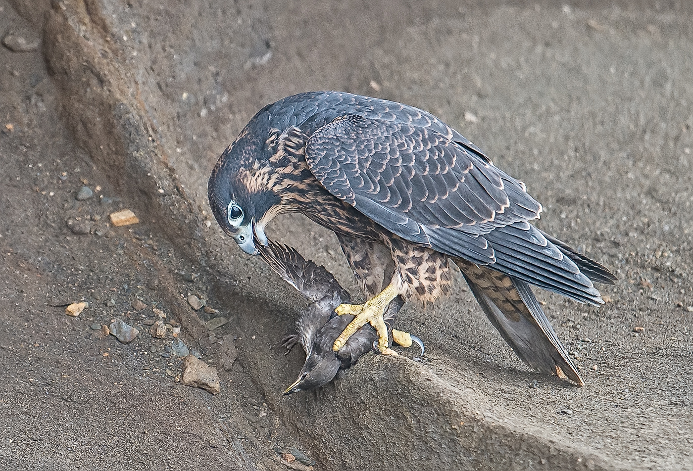 peregrine fledgling with starling