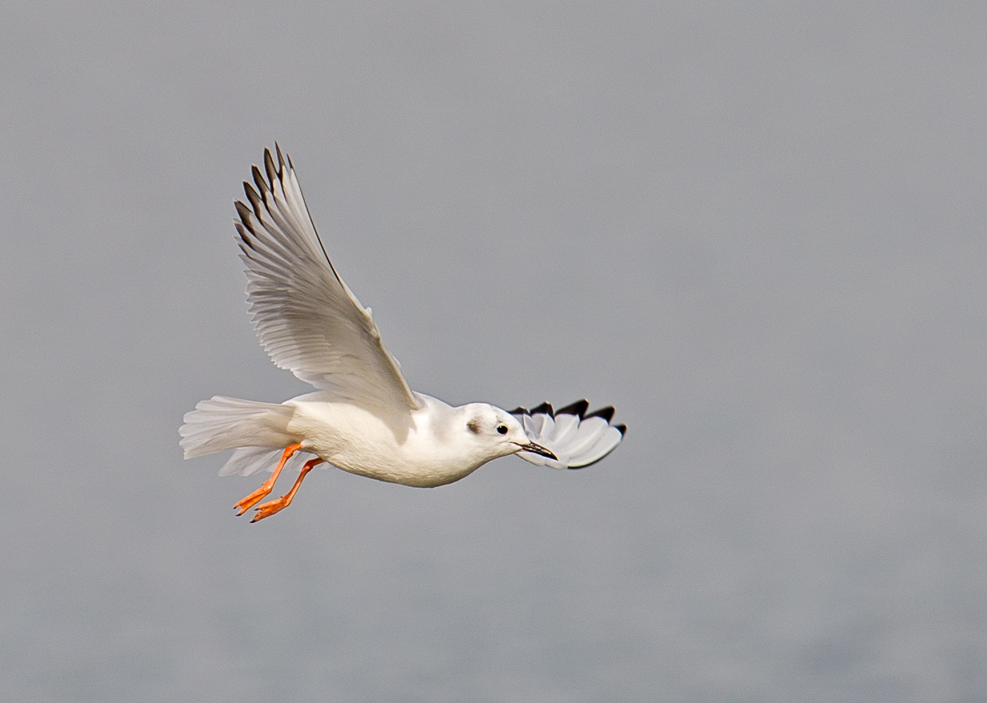 bonaparte gull