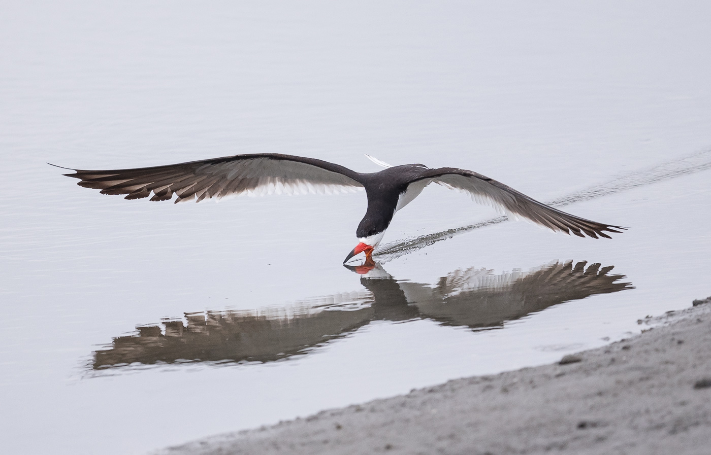 Black Skimmer