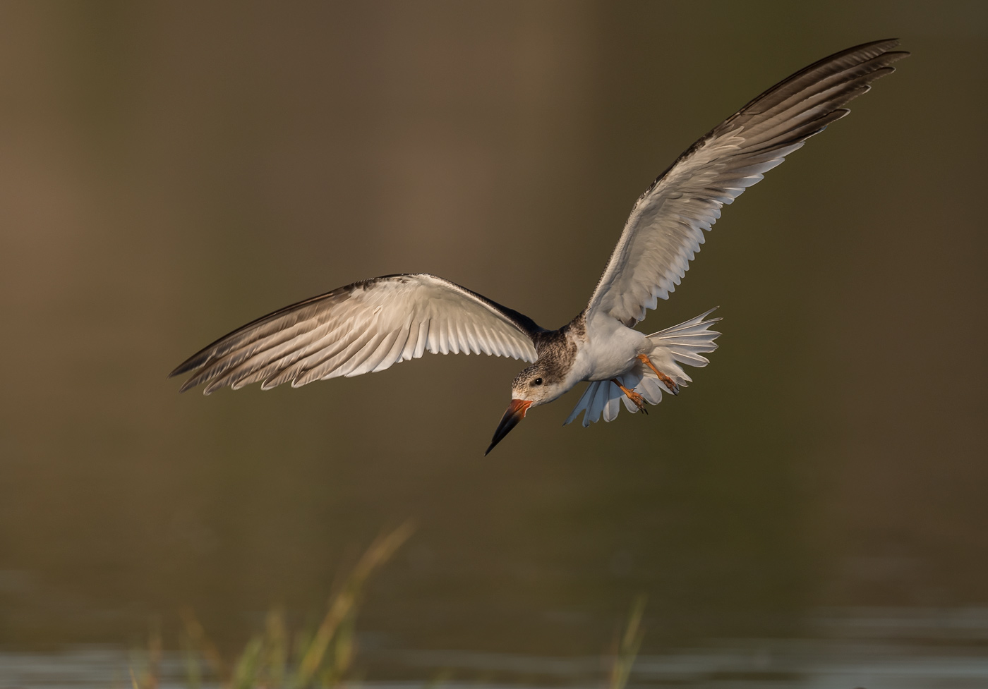 black skimmer fledgling