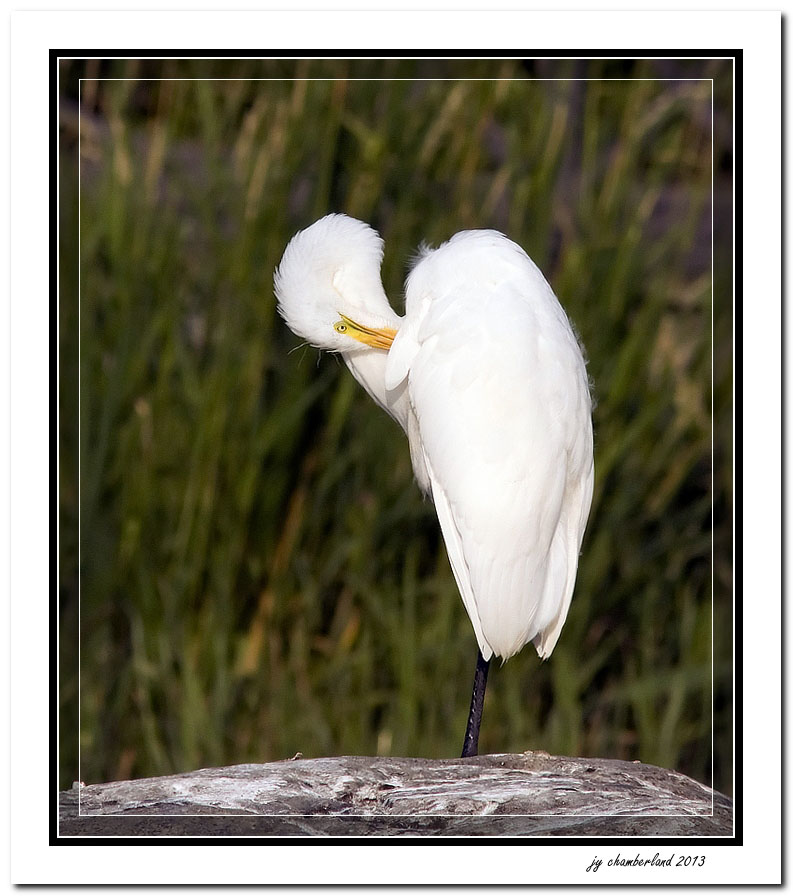 grande aigrette / great egret