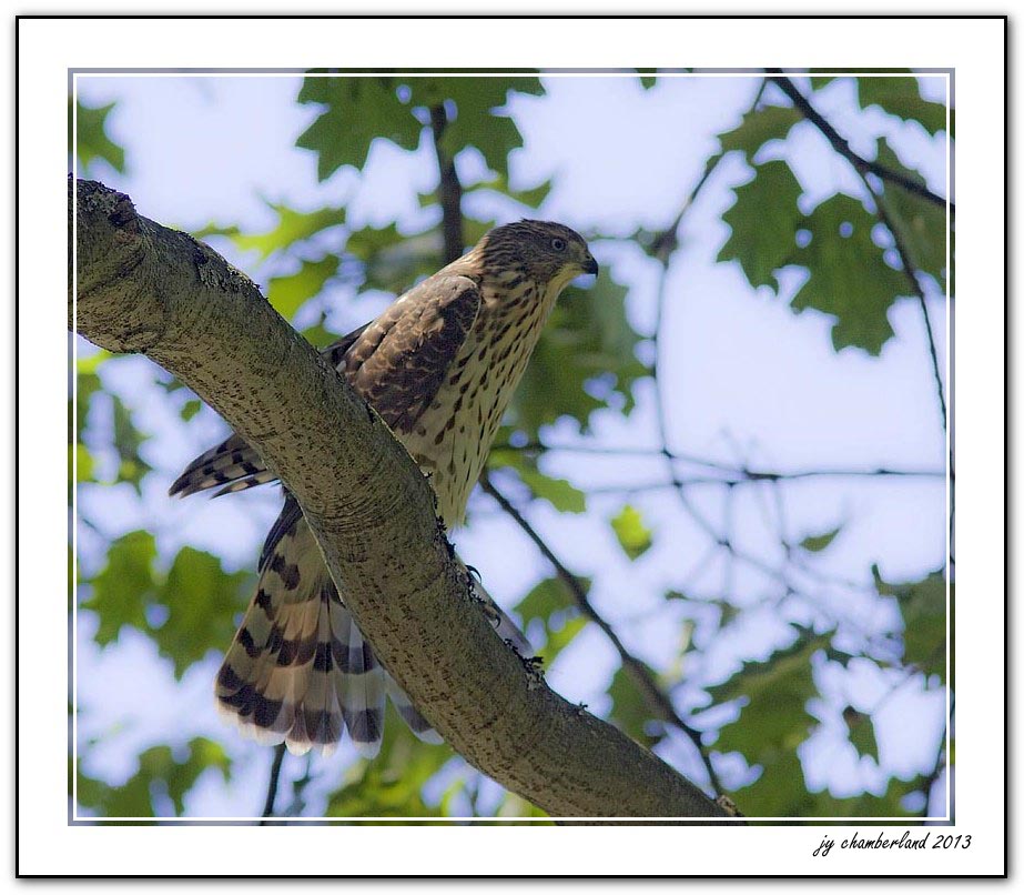 epervier de cooper / cooper hawk