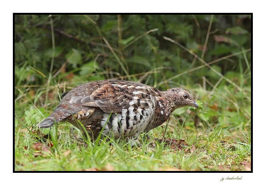 glinotte huppe / ruffed grouse