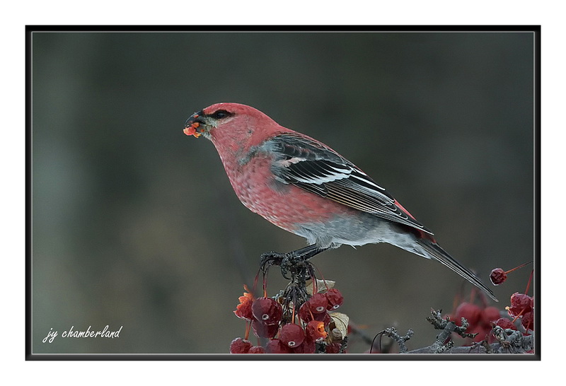 durbec des sapins / pine grosbeak