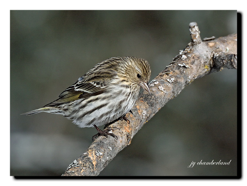 tarin des pins / pine siskin