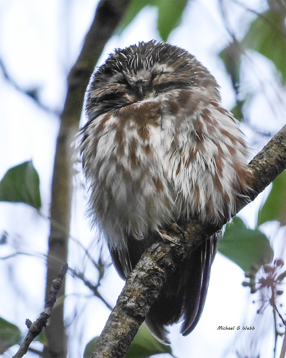 Content Saw-Whet Owl
