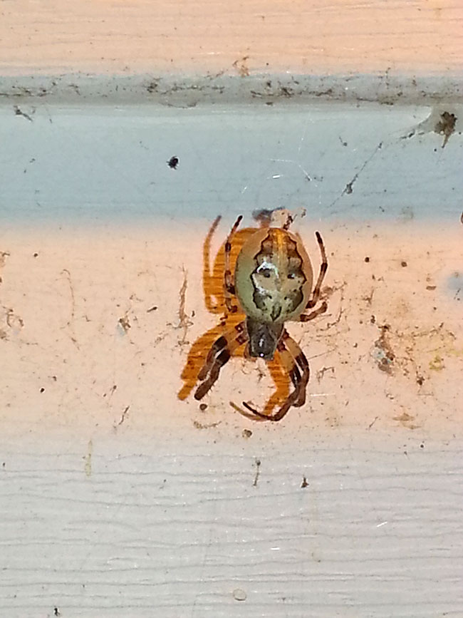 Arachnid 