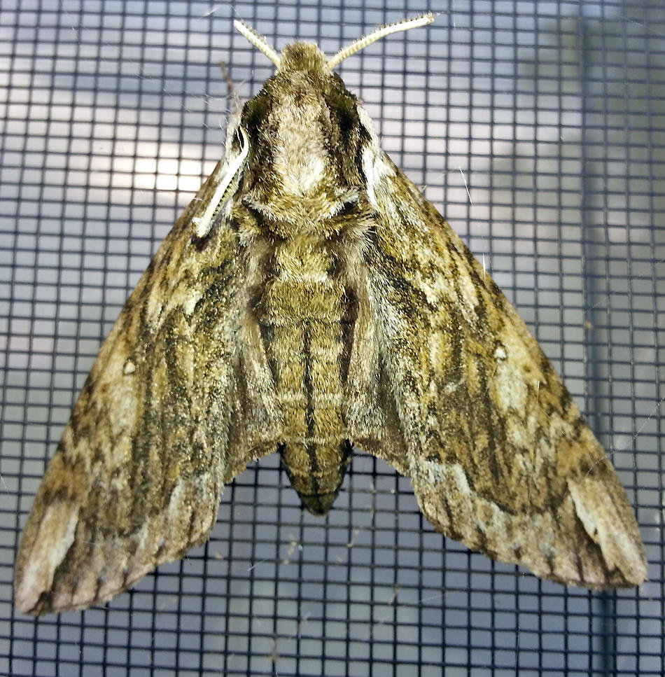Moth in a Mink Coat.. 