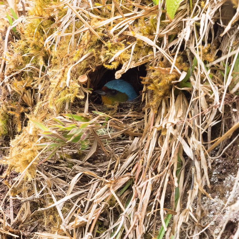 P3040647_Elegant Euphonis in nest hole.JPG