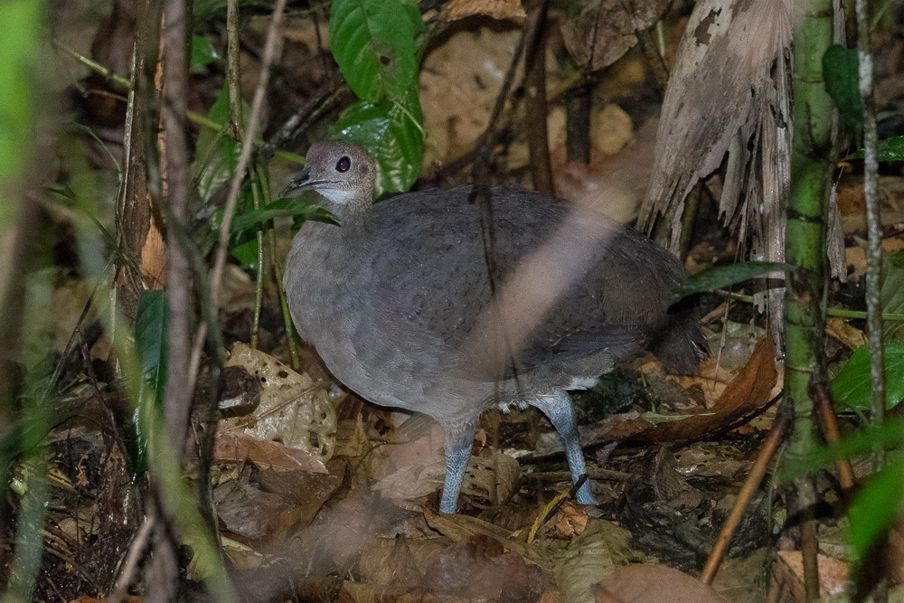 P3060210_Great Tinamou.JPG