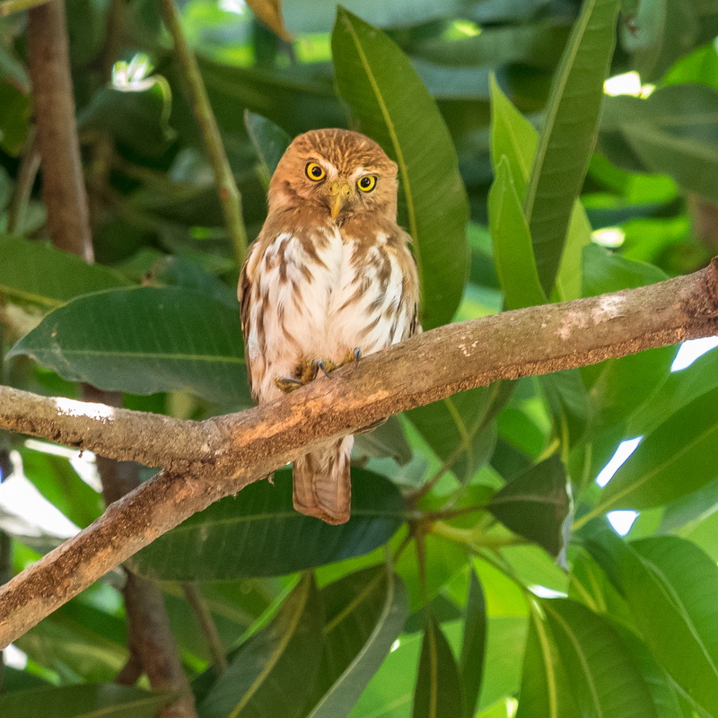 P3070419_Ferruginous Pygmy Owl.JPG