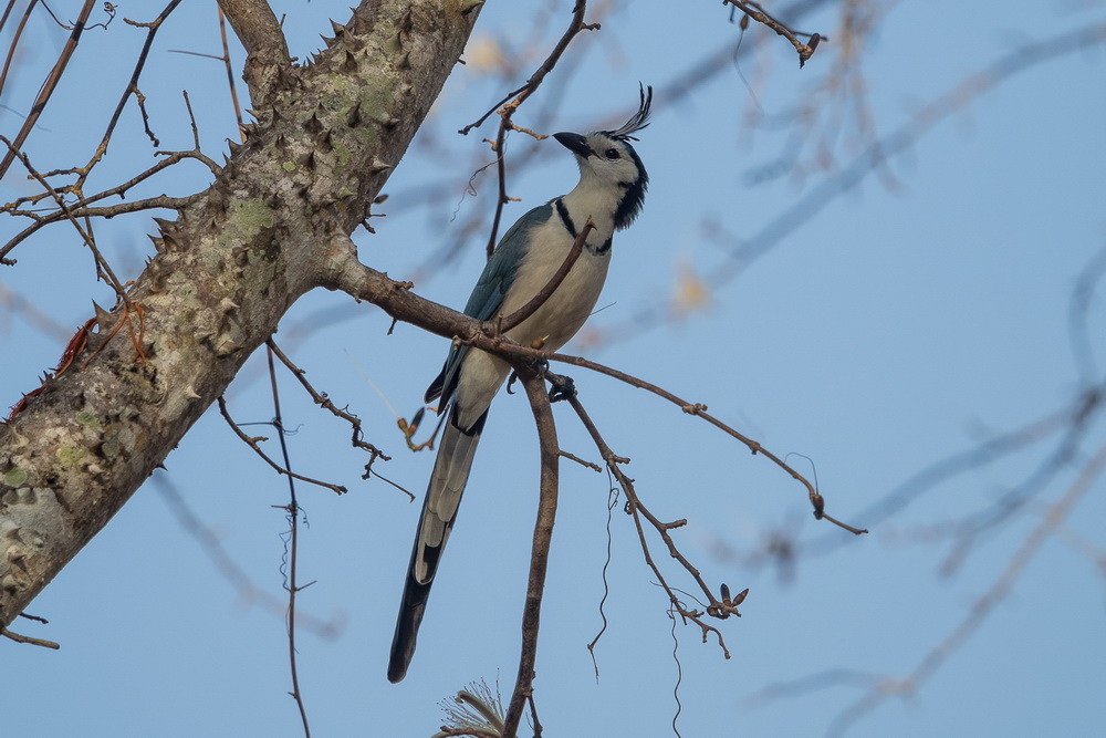 P3080650_Magpie Jay.JPG