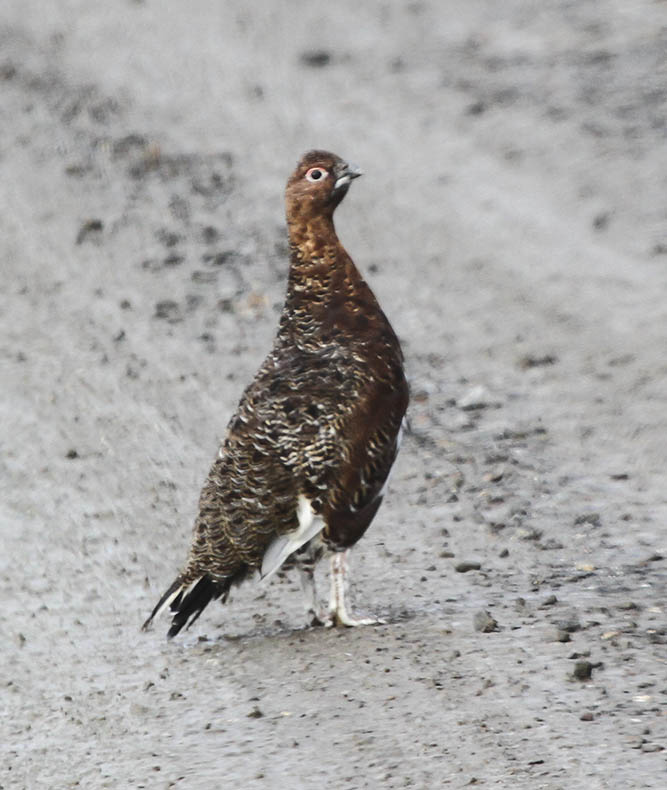 White-tailed Ptarmigan
