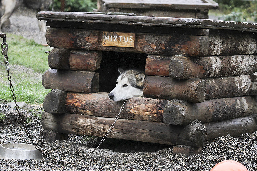 Denali Sled Dog