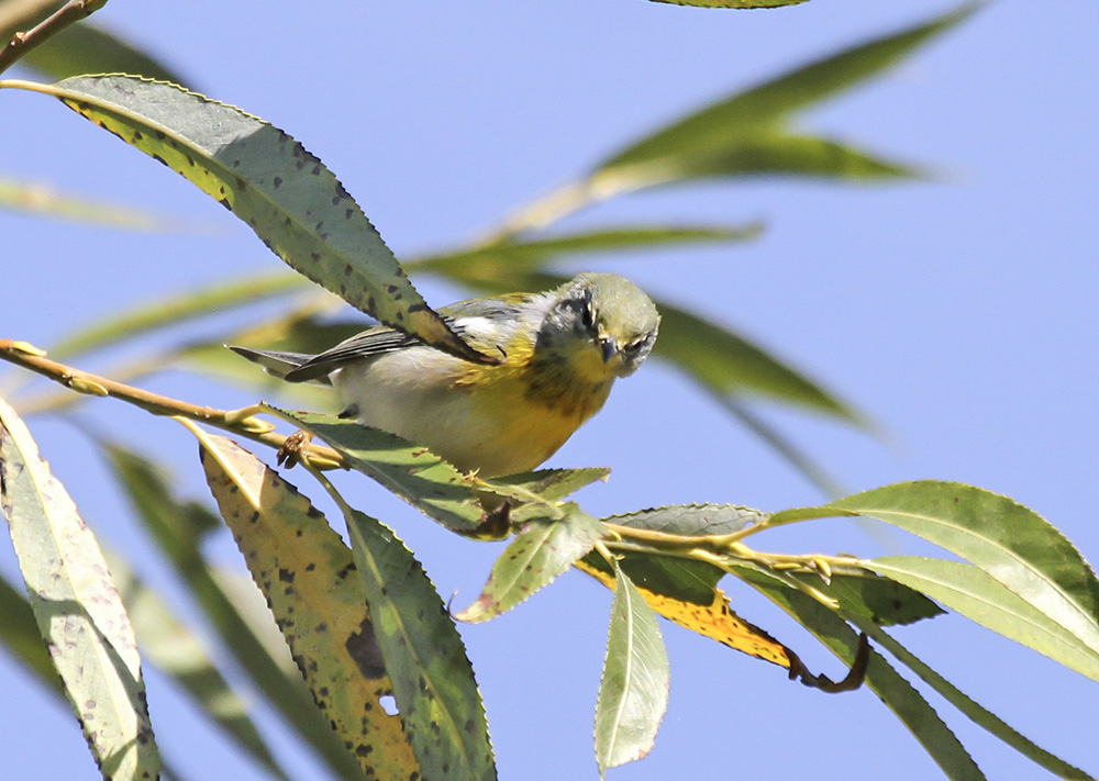 Northern Parula