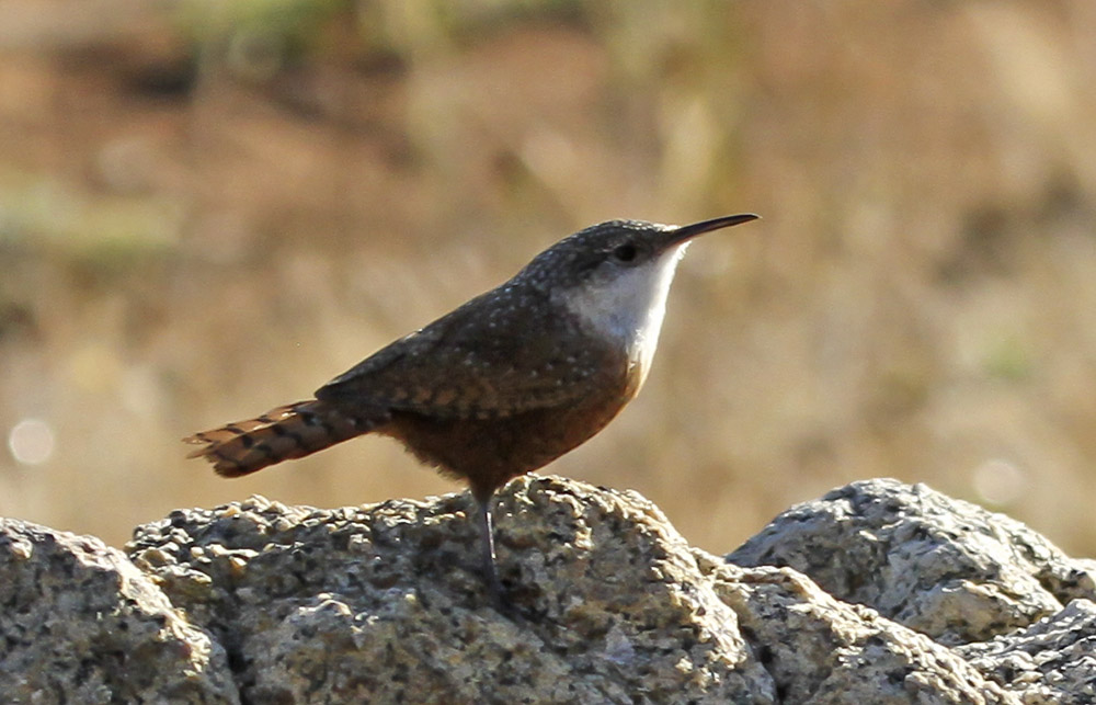 Canyon Wren
