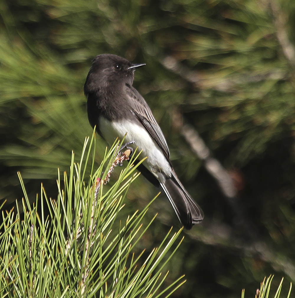 Black Phoebe