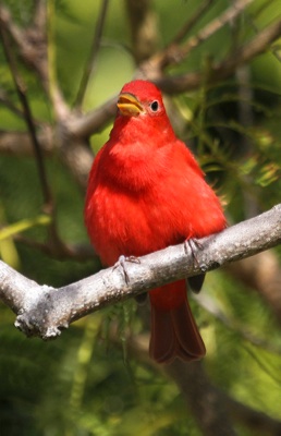 Summer Tanager