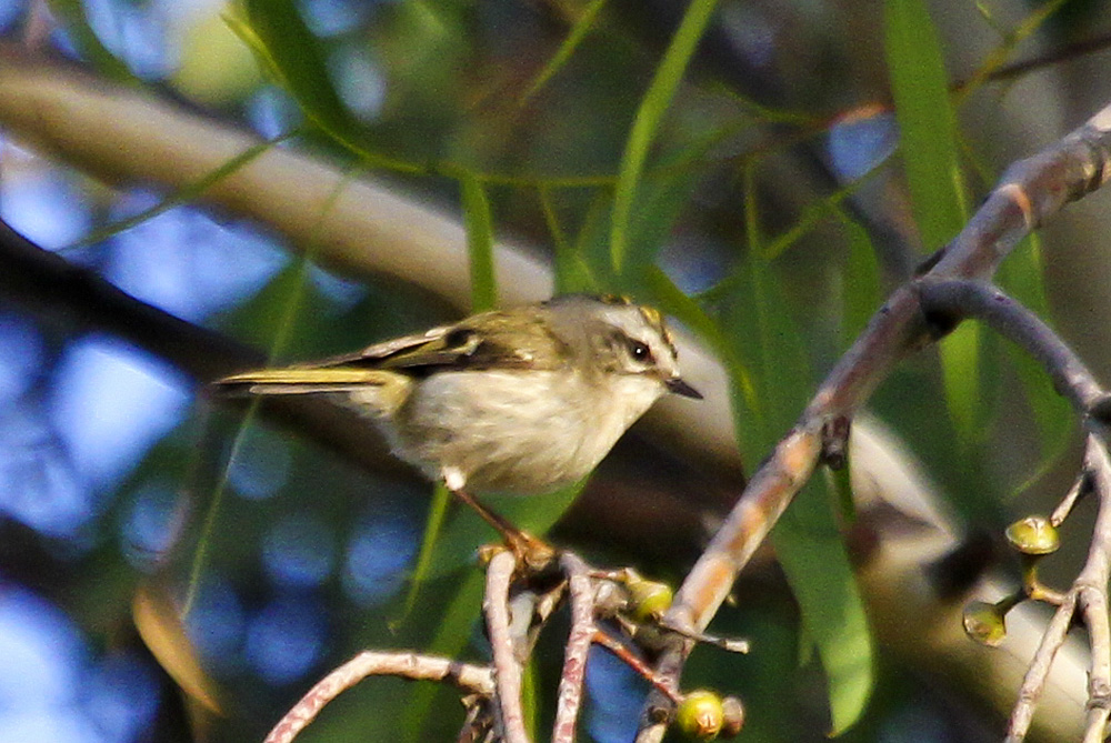 Golden-crowned Kinglet