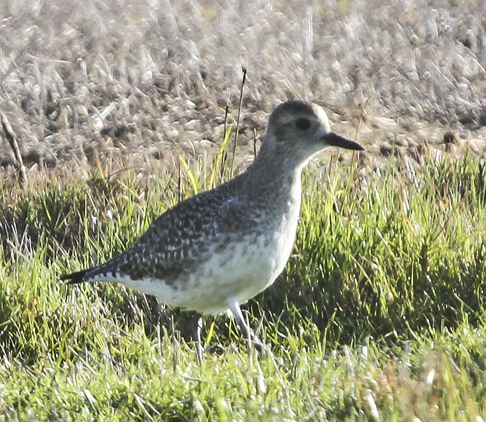 Black-bellied Plover