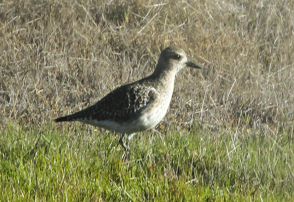 Black-bellied Plover