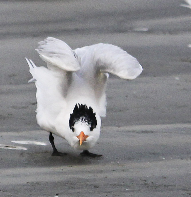 Royal Tern 