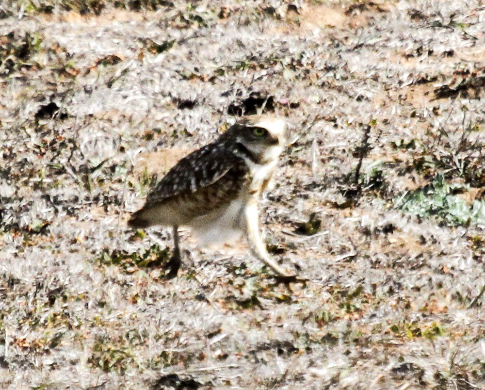 Burrowing Owl