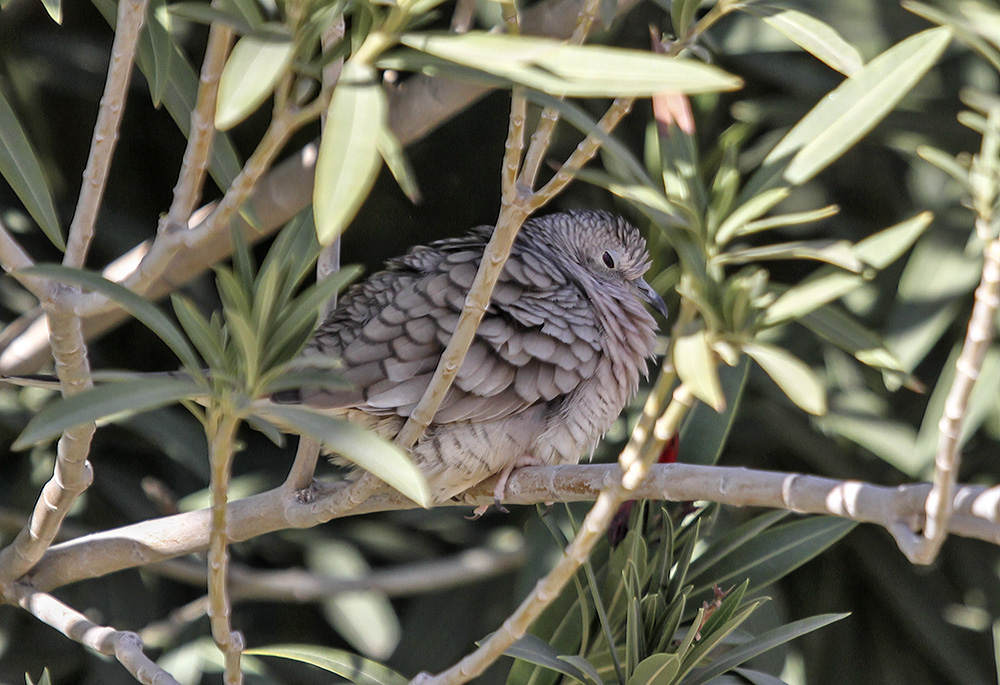 Inca Dove