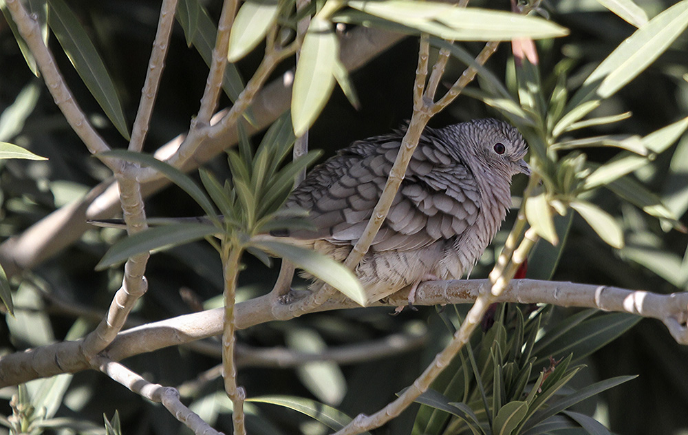 Inca Dove