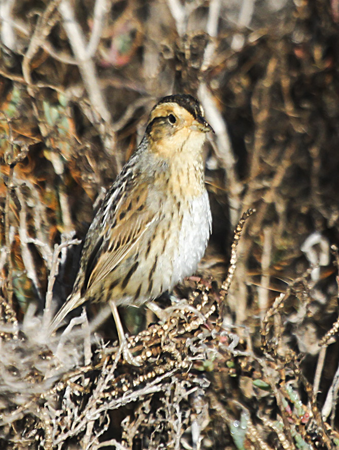 Nelsons -sharp tailed Sparrow