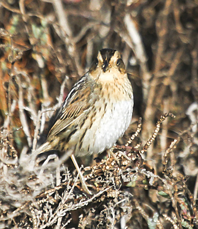 Nelsons -sharp tailed Sparrow