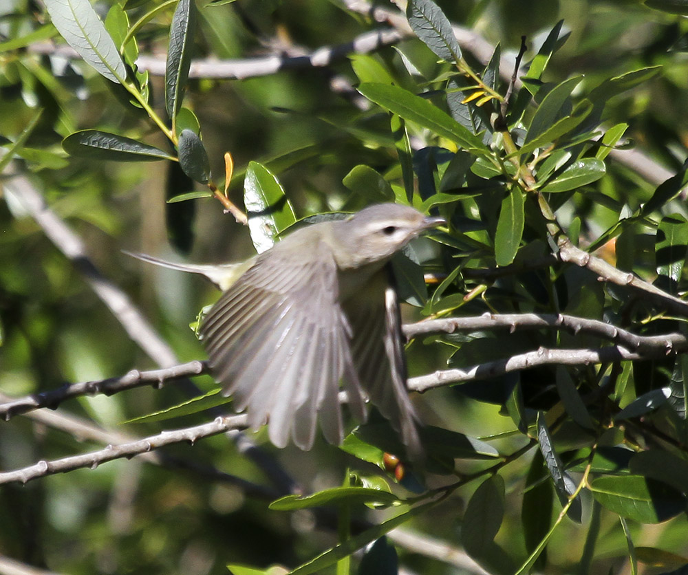 Warbling Vireo