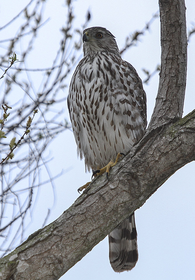 Coopers Hawk
