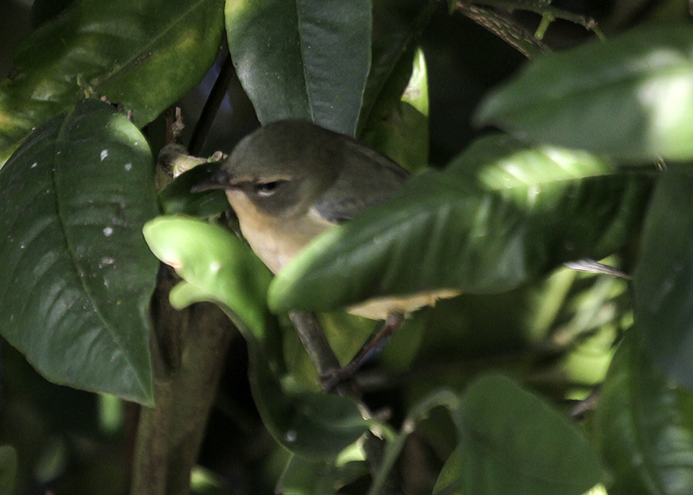 Black-throated Blue Warbler