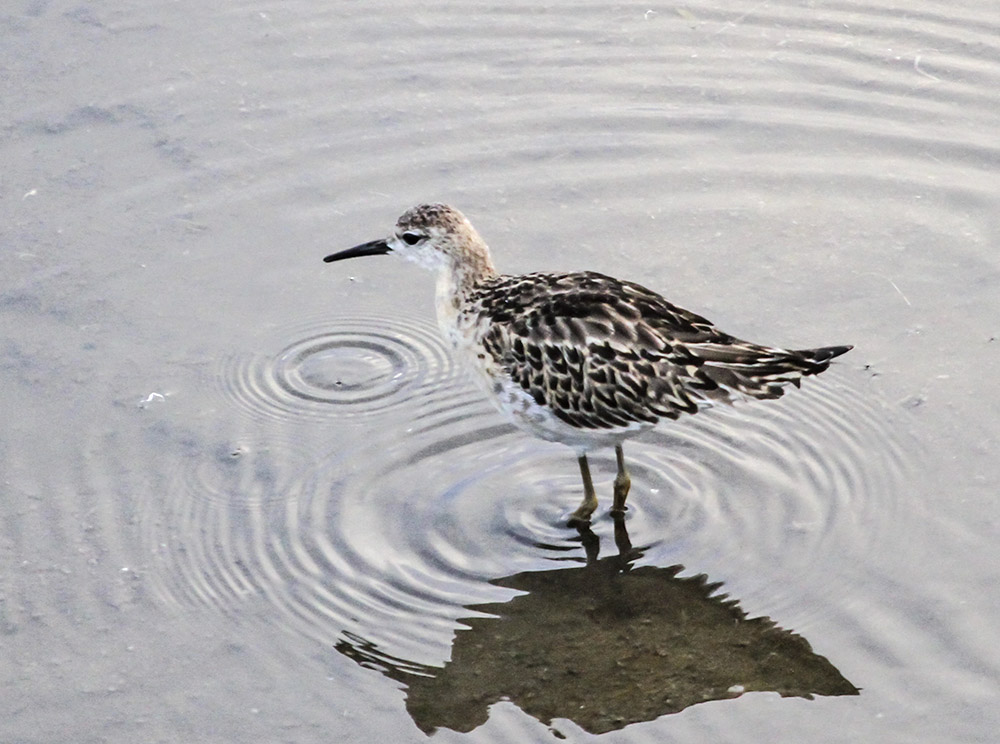 Ruff 02.jpg