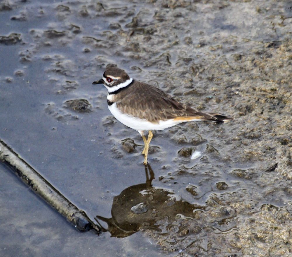 Killdeer