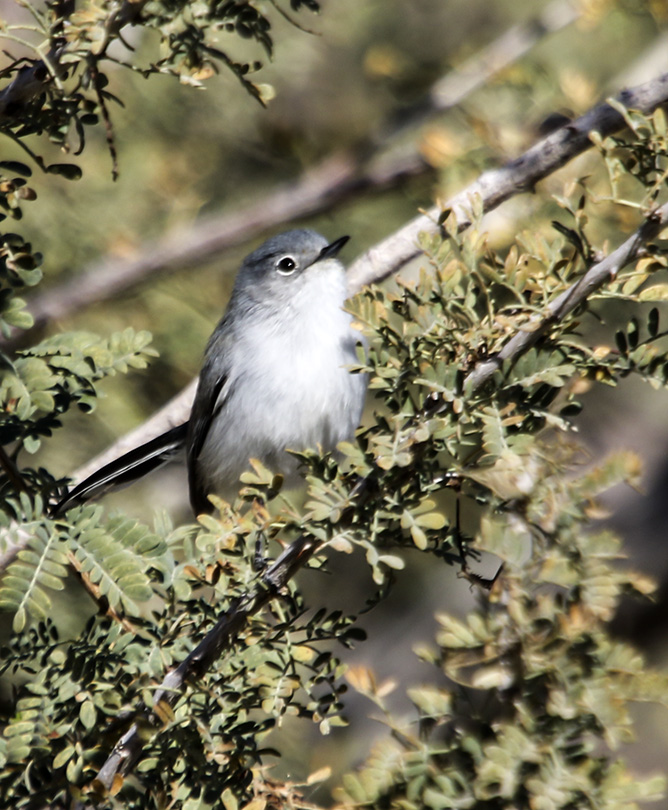 Black-tailed Gnatcatcher