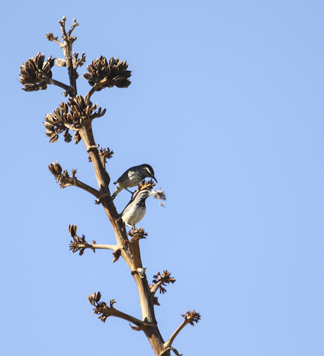Cactus Wren
