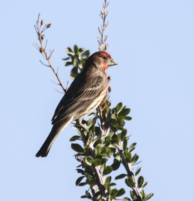 House Finch