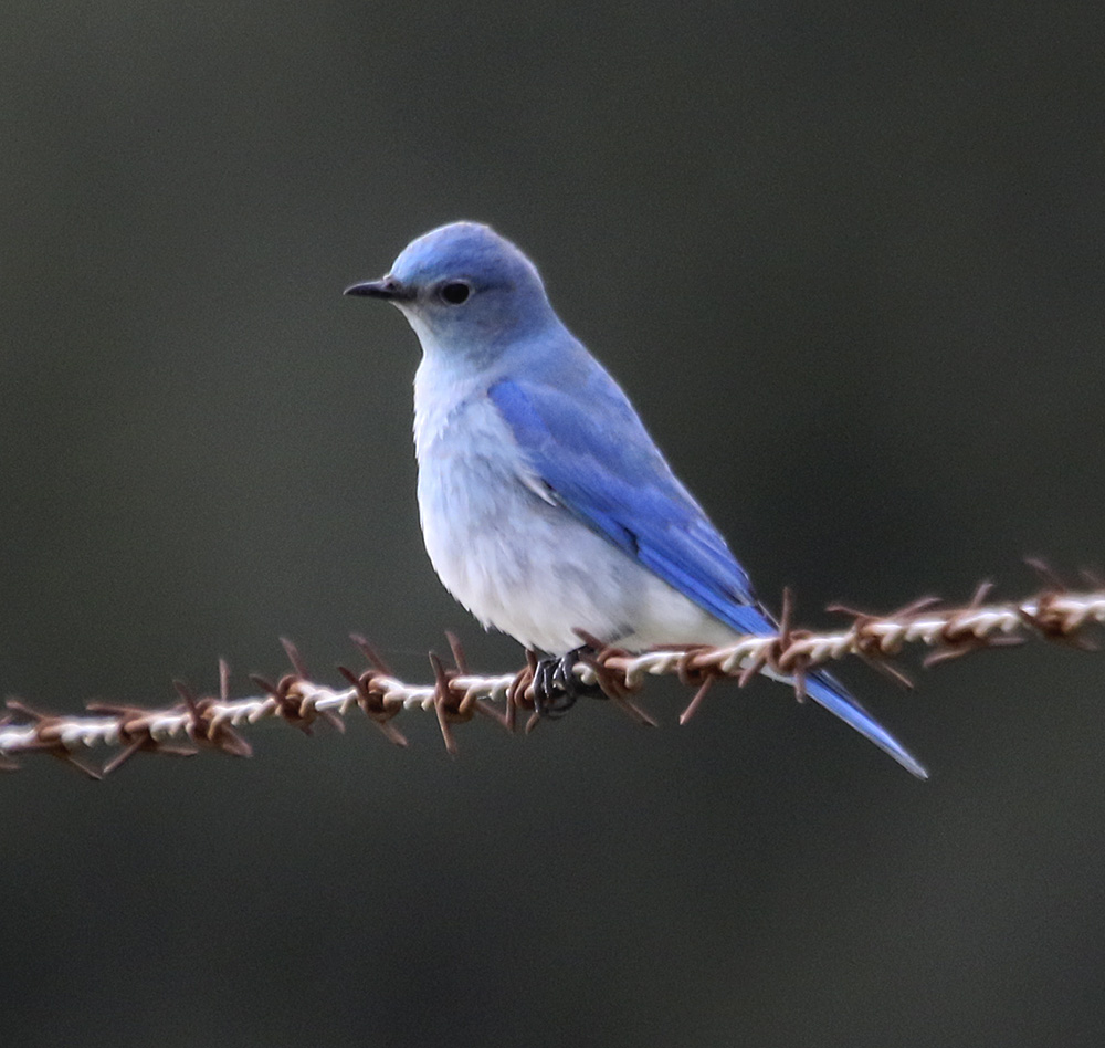 Mountain Bluebird