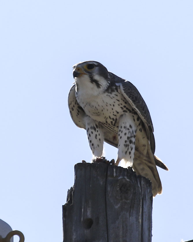 Prairie Falcon