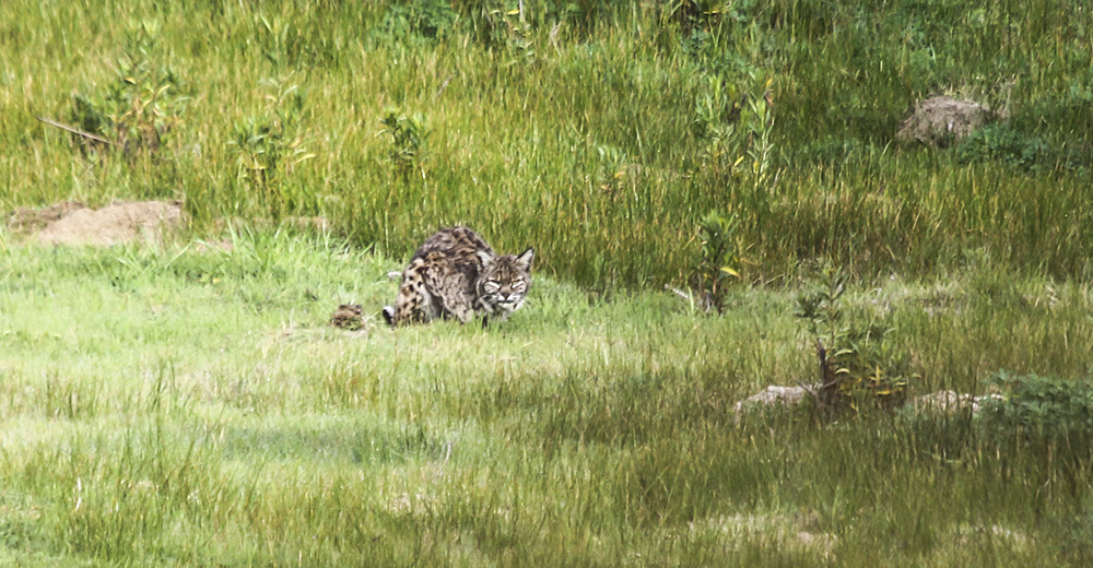 Bobcat
