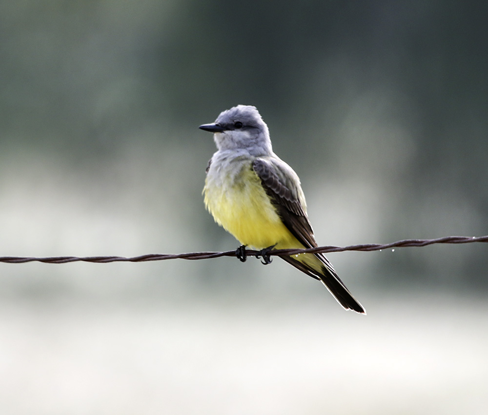 Western Kingbird