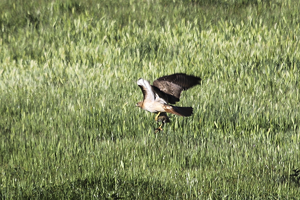 Red-tailed Hawk
