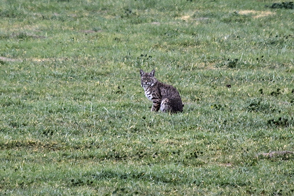 Bobcat