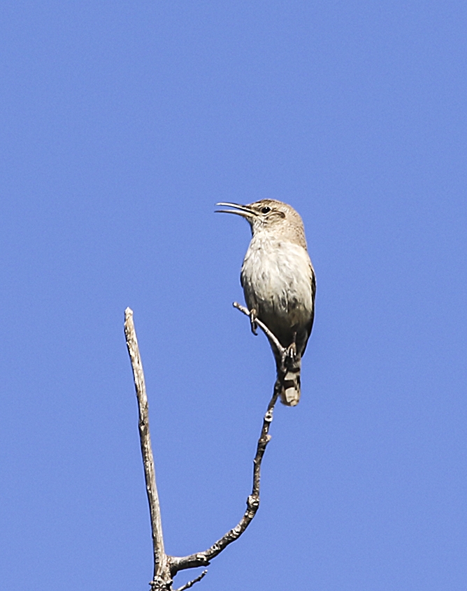Rock Wren