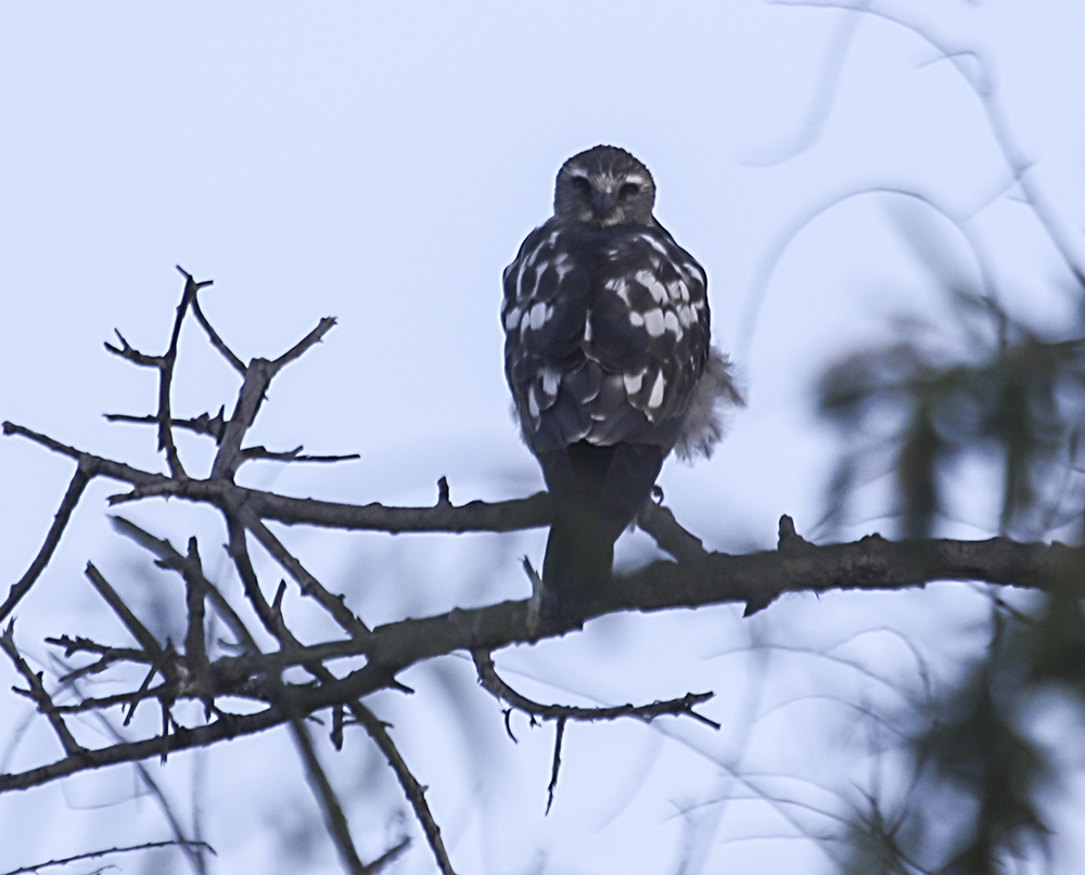 Mississippi Kite (Juvenile)